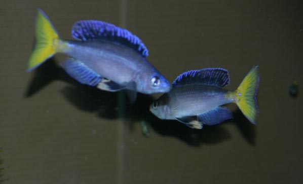 www.israquarium.co.il